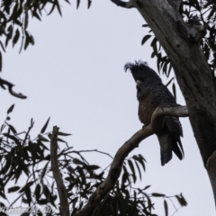 Callocephalon fimbriatum (Gang-gang Cockatoo) at GG38 - 16 Aug 2019 by BIrdsinCanberra