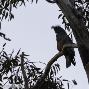 Callocephalon fimbriatum at Hughes, ACT - 17 Aug 2019