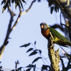 Trichoglossus moluccanus (Rainbow Lorikeet) at GG38 - 16 Aug 2019 by BIrdsinCanberra