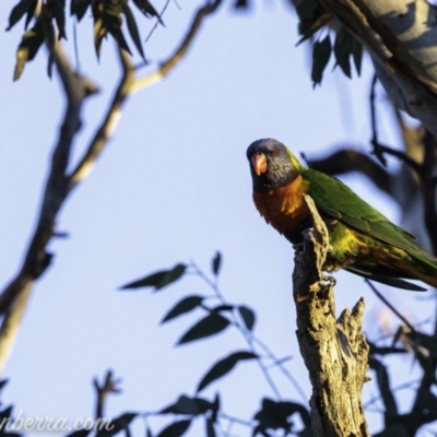 Trichoglossus moluccanus (Rainbow Lorikeet) at Deakin, ACT - 17 Aug 2019 by BIrdsinCanberra