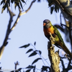 Trichoglossus moluccanus at Deakin, ACT - 17 Aug 2019