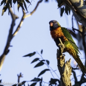 Trichoglossus moluccanus at Deakin, ACT - 17 Aug 2019