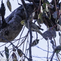 Ptilotula penicillata (White-plumed Honeyeater) at Red Hill Nature Reserve - 16 Aug 2019 by BIrdsinCanberra