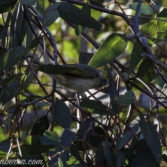 Ptilotula penicillata at Hughes, ACT - 17 Aug 2019 08:19 AM