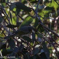 Ptilotula penicillata at Hughes, ACT - 17 Aug 2019 08:19 AM