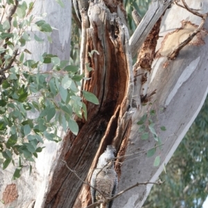 Callocephalon fimbriatum at Hughes, ACT - 18 Aug 2019