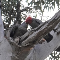 Callocephalon fimbriatum (Gang-gang Cockatoo) at Hughes Grassy Woodland - 18 Aug 2019 by JackyF