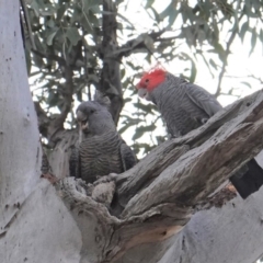 Callocephalon fimbriatum at Hughes, ACT - 18 Aug 2019