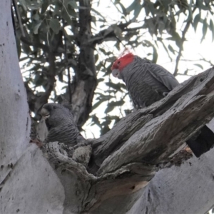 Callocephalon fimbriatum at Hughes, ACT - 18 Aug 2019