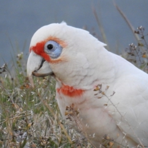 Cacatua tenuirostris at Phillip, ACT - 22 Aug 2019