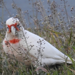 Cacatua tenuirostris at Phillip, ACT - 22 Aug 2019