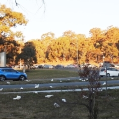 Cacatua tenuirostris at Phillip, ACT - 22 Aug 2019