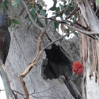 Callocephalon fimbriatum (Gang-gang Cockatoo) at Red Hill to Yarralumla Creek - 18 Aug 2019 by JackyF