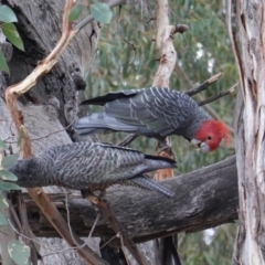 Callocephalon fimbriatum at Hughes, ACT - 18 Aug 2019