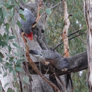 Callocephalon fimbriatum at Hughes, ACT - 18 Aug 2019