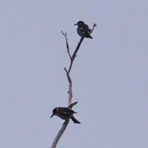 Cracticus torquatus at Hughes, ACT - 14 Aug 2019 11:02 AM