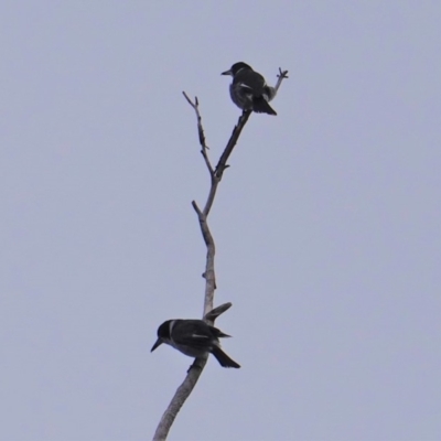 Cracticus torquatus (Grey Butcherbird) at Red Hill to Yarralumla Creek - 14 Aug 2019 by JackyF
