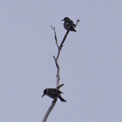 Cracticus torquatus (Grey Butcherbird) at Hughes Grassy Woodland - 14 Aug 2019 by JackyF