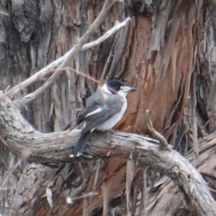 Cracticus torquatus at Hughes, ACT - 14 Aug 2019 11:02 AM