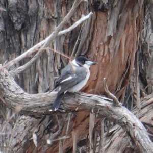 Cracticus torquatus at Hughes, ACT - 14 Aug 2019 11:02 AM