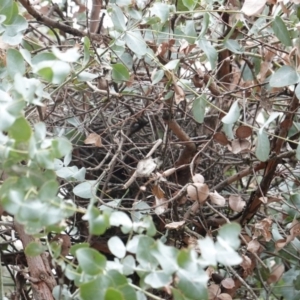 Cracticus torquatus at Hughes, ACT - 14 Aug 2019 11:02 AM