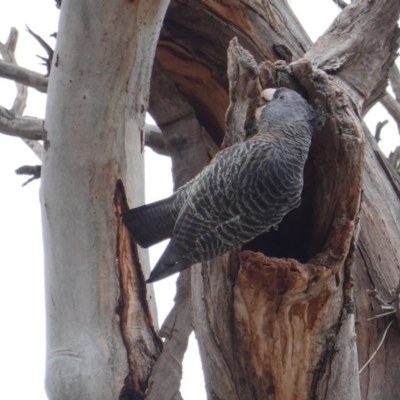 Callocephalon fimbriatum (Gang-gang Cockatoo) at GG229 - 14 Aug 2019 by JackyF