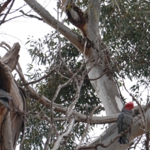 Callocephalon fimbriatum at Hughes, ACT - 14 Aug 2019