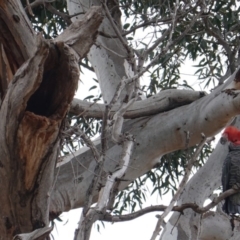 Callocephalon fimbriatum at Hughes, ACT - 14 Aug 2019