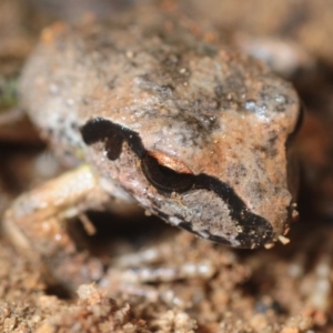 Litoria lesueuri at Morans Crossing, NSW - 17 Aug 2019 02:56 PM