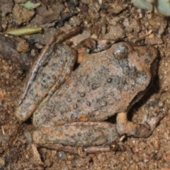 Litoria lesueuri at Morans Crossing, NSW - 17 Aug 2019 02:56 PM