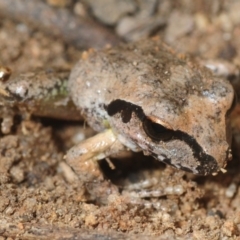 Litoria lesueuri at Morans Crossing, NSW - 17 Aug 2019 02:56 PM