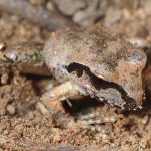 Litoria lesueuri at Morans Crossing, NSW - 17 Aug 2019 02:56 PM