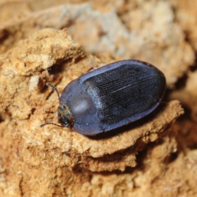 Pterohelaeus planus (Pie dish beetle) at Morans Crossing, NSW - 17 Aug 2019 by Harrisi