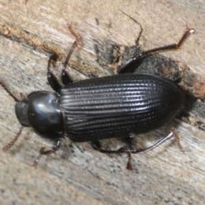 Meneristes australis at Morans Crossing, NSW - 17 Aug 2019 02:55 PM