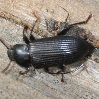 Meneristes australis (Darking beetle) at Morans Crossing, NSW - 17 Aug 2019 by Harrisi