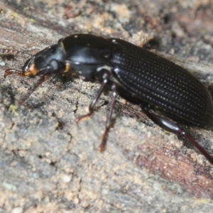 Meneristes australis at Morans Crossing, NSW - 17 Aug 2019