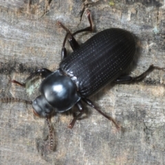 Meneristes australis at Morans Crossing, NSW - 17 Aug 2019 02:55 PM