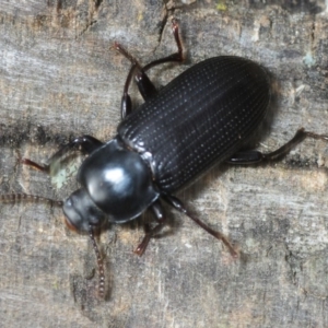 Meneristes australis at Morans Crossing, NSW - 17 Aug 2019