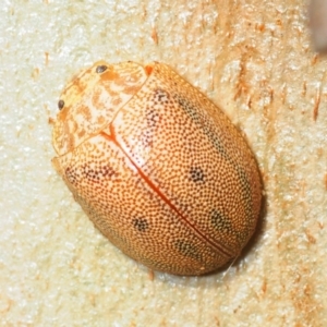 Paropsis atomaria at Morans Crossing, NSW - 17 Aug 2019