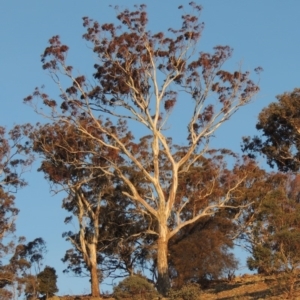 Eucalyptus melliodora at Rob Roy Range - 20 Aug 2019