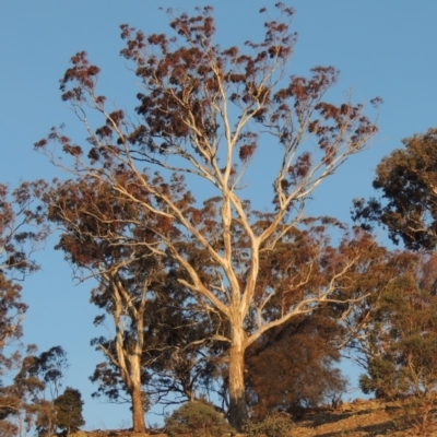 Eucalyptus melliodora (Yellow Box) at Banks, ACT - 20 Aug 2019 by michaelb