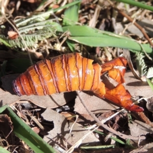 Hepialidae (family) at Conder, ACT - 4 Aug 2019 11:22 AM