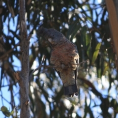 Callocephalon fimbriatum at Hughes, ACT - 23 Aug 2019