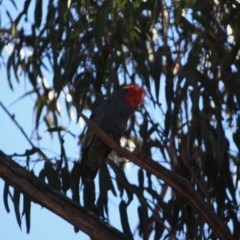 Callocephalon fimbriatum at Hughes, ACT - 23 Aug 2019