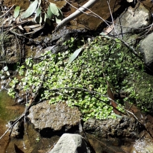 Callitriche sp. at Moss Vale, NSW - 23 Aug 2019 10:19 AM