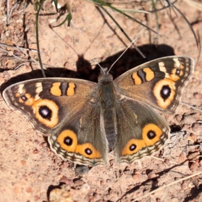 Junonia villida (Meadow Argus) at Ainslie, ACT - 30 Jul 2019 by jb2602
