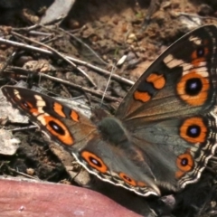 Junonia villida (Meadow Argus) at Hall, ACT - 18 Feb 2019 by jb2602