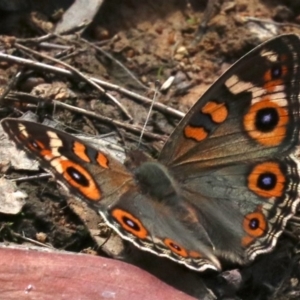 Junonia villida at Hall, ACT - 18 Feb 2019 10:49 AM