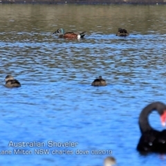 Spatula rhynchotis (Australasian Shoveler) at Milton, NSW - 13 Aug 2019 by CharlesDove