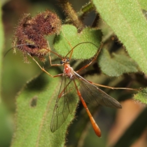 Enicospilus sp. (genus) at Acton, ACT - 16 Aug 2019 12:36 PM